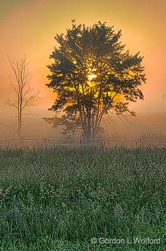 Tree In Misty Sunrise_24557-9.jpg - Photographed near Smiths Falls, Ontario, Canada.